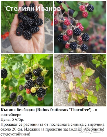 ПЛОДНИ ХРАСТИ В КОНТЕЙНЕРИ, снимка 12 - Градински цветя и растения - 53447504