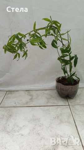 Сциндапсус, Индрише, Пасифлора, Бенджамин и други стайни цветя , снимка 16 - Стайни растения - 48091125