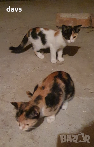 Малки котета – различни шарки, снимка 8 - Други - 51973052