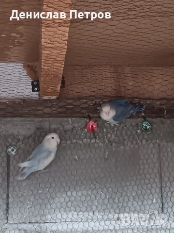 папагали неразделки 