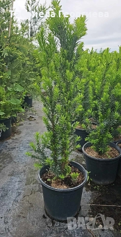 Тис , снимка 3 - Градински цветя и растения - 52829960