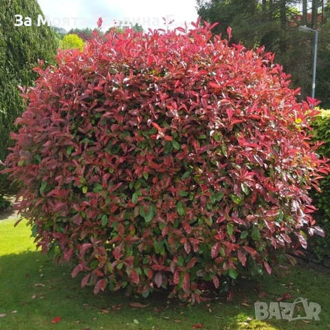 Фотиния за жив плет 2вида , снимка 6 - Градински цветя и растения - 54020526