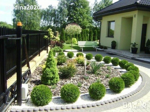 Туя западна Tiny Tim (Thuja occidentalis Tiny Tim) - кълбовидна , снимка 3 - Разсади - 34455792