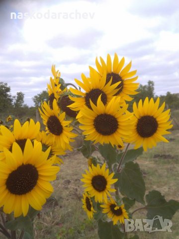 Семена от декоративни мини слънчогледи, снимка 1