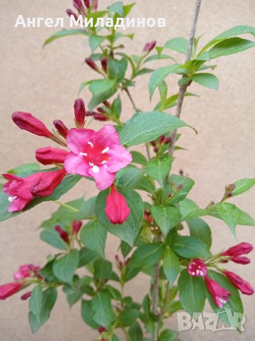 Декоративен храст- Вайгела, снимка 8 - Градински цветя и растения - 40414600