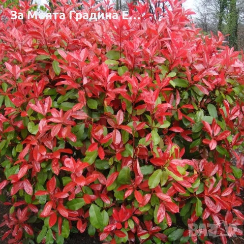 Фотиния за жив плет 2вида , снимка 4 - Градински цветя и растения - 54020526