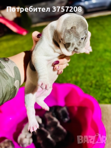 Френски булдог