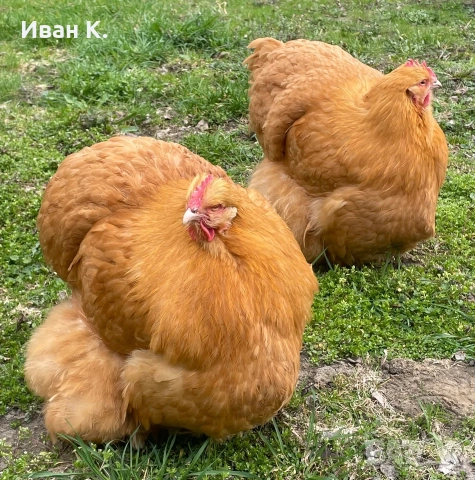 Продавам жълт Орпингтон., снимка 15 - Кокошки и пуйки - 37376457