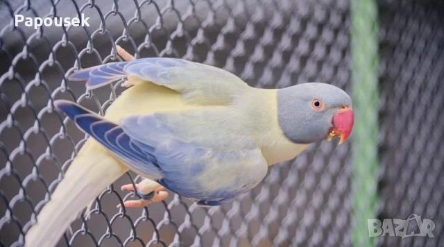 Малък Александър , снимка 13 - Папагали - 51324439