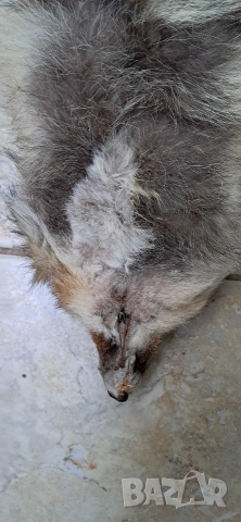 Кожа шал от лисица , снимка 12 - Антикварни и старинни предмети - 52920531