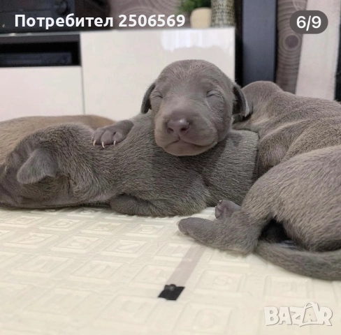 Продавам кученца италианска хрътка, снимка 11 - Хрътка - 52861468