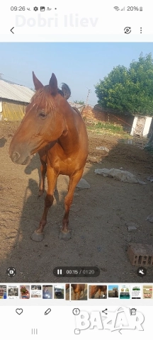 Продава се Френска Кобила , снимка 1