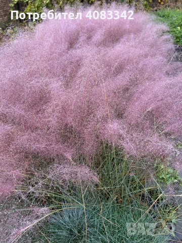 Мюленбергия