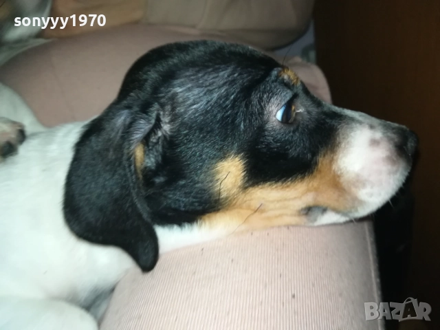 ФИНАЛНА ПРОДАЖБА-ПОСЛЕДЕН ДЖАК РЪСЕЛ-СЛАДКА ДАМА 3010251451, снимка 10 - Джак ръсел териер - 52235740