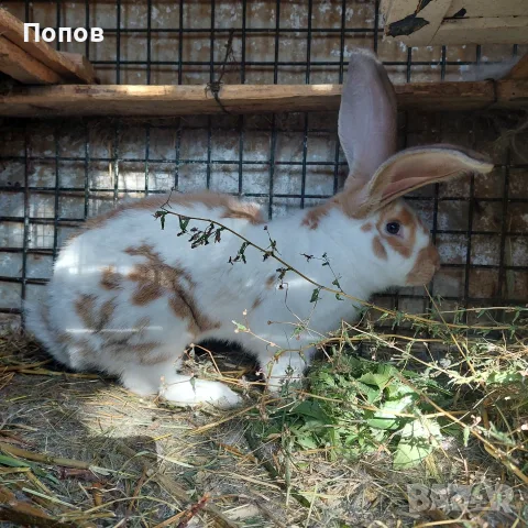 Продавам  зайци, снимка 4 - За селскостопански - 55832827