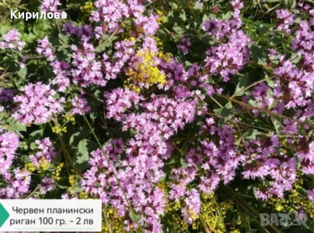 дива мента, снимка 6 - Други - 50226276