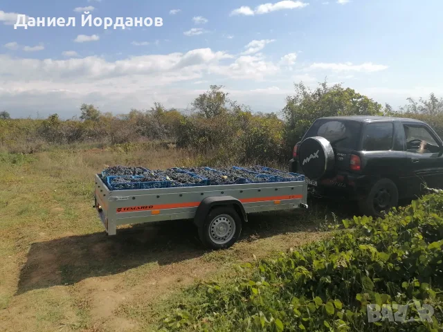 Продавам грозде - Мерло, Каберне Совиньон, Памид, Сепарави