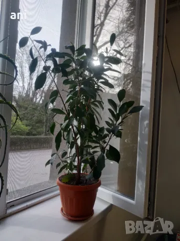 Продовом алое и бенджамин, снимка 5 - Стайни растения - 50423044