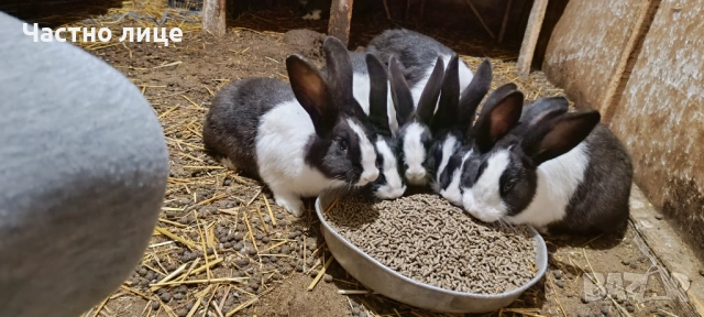 Продавам 5 женски млади холандски зайки, снимка 2 - Други - 54044428