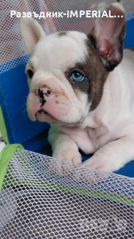 френски булдог-булдочета, снимка 7 - Френски булдог - 54092555