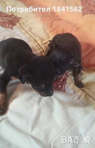 Продават се, снимка 5 - Пинчер - 52944449