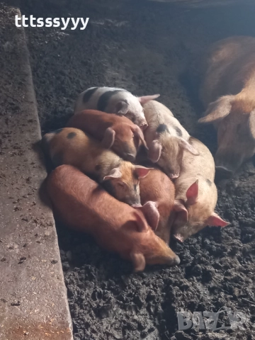 Продавам прасета .малки 150-200. Големи 600- 1100лв