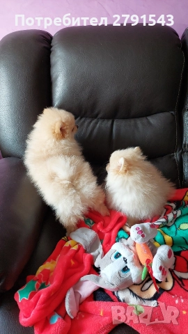 померан померанче , снимка 2 - Померан - 52673911