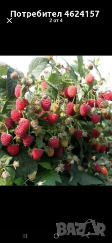 Продавам разсад ягоди, снимка 4 - Сортови семена и луковици - 54183179