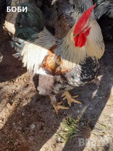 петел катунски