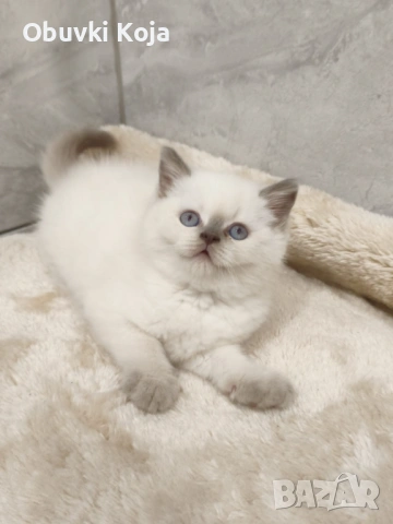 Не е красив просто е уникален последното момченце