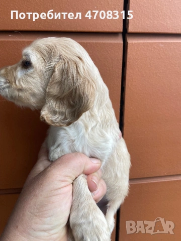 Кокер шпаньол момче ваксина родословен баща, снимка 3 - Кокер шпаньол - 54086998