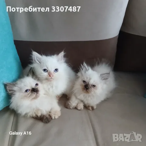 Коте Регдол на 2 месеца