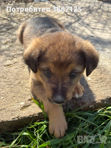 Кученца, снимка 5 - Други - 54099667