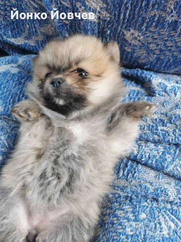 Немски шпиц  , снимка 6 - Немски шпиц - 50529986