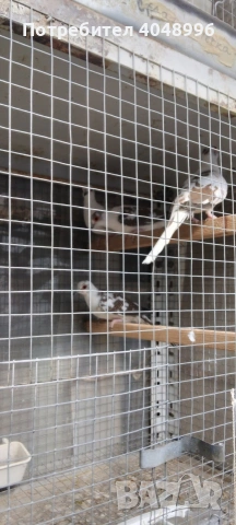 Диамантени гугутки, снимка 8 - други­ - 53929116