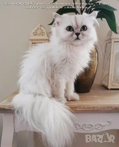 Сребърна чинчила, британска дългокосместа котка, коте, котенце, снимка 9 - Чинчили - 48835916