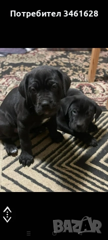 Кане Корсо бебета