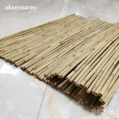 100 броя семена от декоративен бамбук Moso Bamboo зелен МОСО БАМБО за декорация и дървесина, снимка 9 - Сортови семена и луковици - 37711749