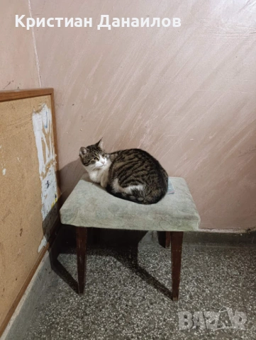 Подарявам коте на 9м