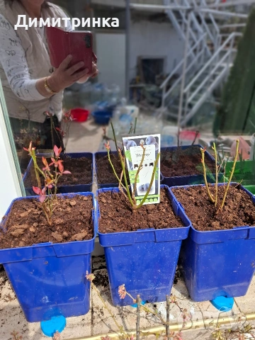 Амер.боровинка БЛУКРОП 3+, снимка 7 - Други - 54180363