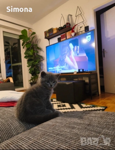 Британска късокосместа котка - мъжка, снимка 4 - Британска късокосместа - 53032874