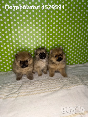 Померан померанче померанчета померани, снимка 2 - Померан - 52952674