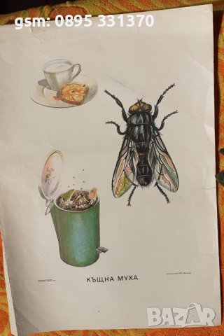 стар постер с муха