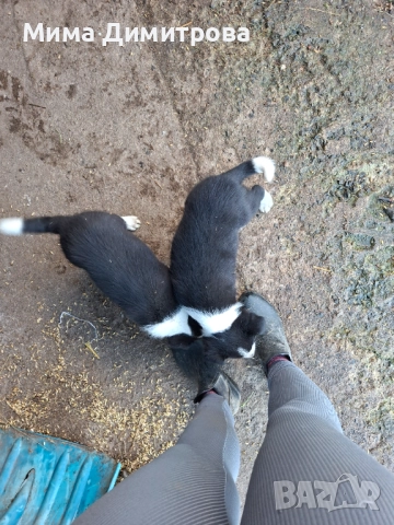  Бордър Коли, снимка 7 - Бо - 52421741