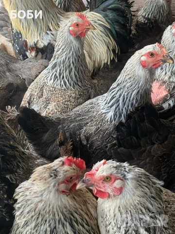 ярки катунски сребърни, снимка 2 - Кокошки и пуйки - 53886898