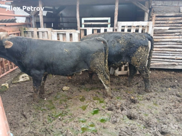 Свободни 2 мъжки телета