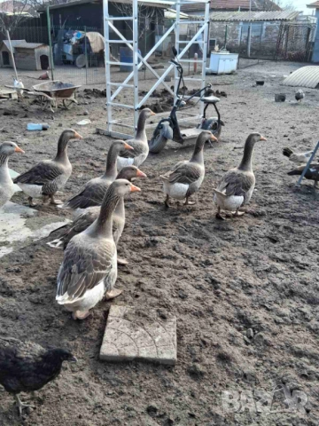 Продавам  гъски и патици, снимка 2 - Патици и гъски - 52889476