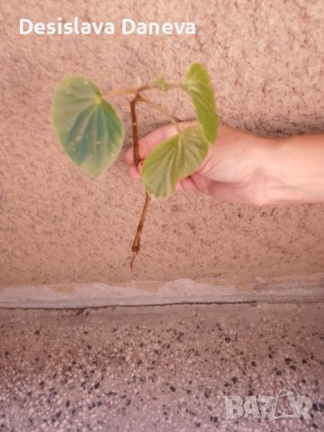 Вкоренен резник от растение бегония, снимка 1