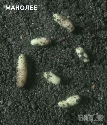 👉🌺🍀🎁АХИМЕНЕС🌷🌼🦋, снимка 2 - Градински цветя и растения - 52584764