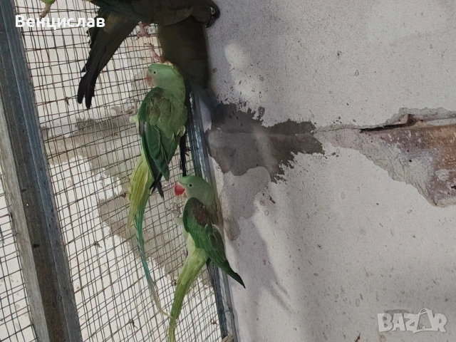продавам папагали , снимка 4 - Папагали - 54076188